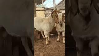 pure Boer bucks