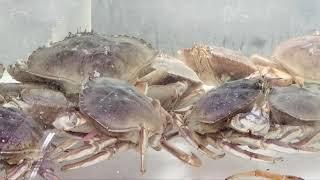 #Fresh Lobsters Crabs 