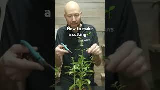 How to make a cutting from a plant  #plants #propagation #indoorplanting #houseplants #shorts