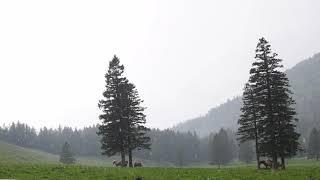 Light Rain on the Mountain Meadows / Nature Sounds (relax, sleep,...)