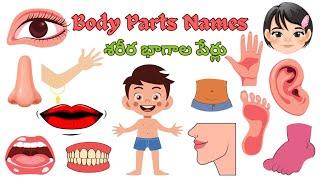 Learn Parts Of Body Name | Parts of Body Name in English | Human Body Parts | Basic English Learning