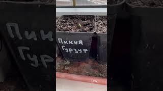 Пиния из семян