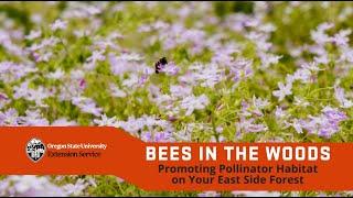 Bees in the woods: Promoting pollinator habitat on your east side forest