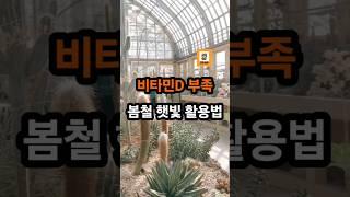 비타민D 부족 봄철 햇빛 활용법 #건강  #비타민 #산책