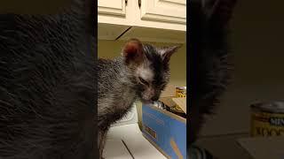 Cat exposed to toxic level of FoxNews