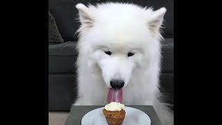 [New 2019] FluffyFace_Enzo Samoyed