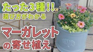 [I can't wait for spring!!] I will explain how to grow and plant daisies