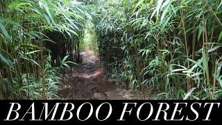 THE ROAD TO HANA: BAMBOO FOREST