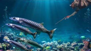 Unbelievable Catch Barracuda Hunting We Found Food For Christmas