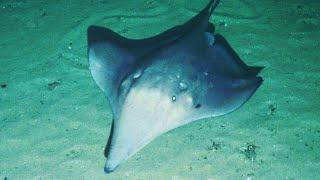 The Ocean's Strangest Stingray