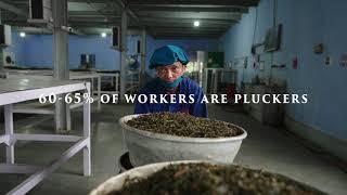 The Puttabong Tea Estate by Jayshree Tea
