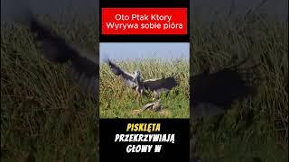 Ptak, Który Daje Ludziom Własne Pióra! #Shorts #shortsvideo #ai #dc