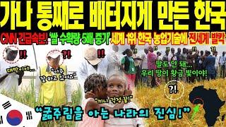 [해외감동사연] "세계 1위 한국 농업기술이 가나를 살렸다!"  프랑스도 포기한 가나 식량난, 한국이 식량 5배 증산시킨 충격적 비밀! 한국어, 한글까지 배우겠다는 가나인들