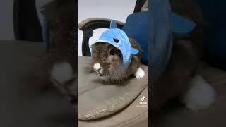 Baby Shark - Cute Bunny #shorts #arnab