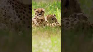 Cheetahs are fast