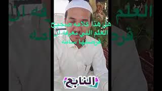 عنكبوت الجمل