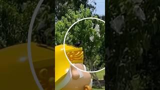 土地公頭上的鳥兒