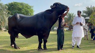 World Best Bull Babar 3 of Haji Shaukat Doggar of Multan #buffalo #cow #dairy_farming