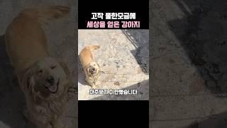 고작 물 한모금에 세상을 얻은 강아지