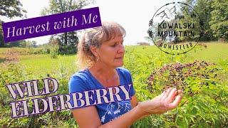 Wild Elderberry Harvest: Foraging on the Farm | #everybitcountschallenge