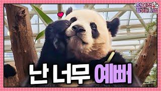 (SUB) [전지적 할부지 시점] ep.214 "벌써 일 년" 언니를 쏙 빼닮아가는 둥둥이들! 유난히 더 애틋하고 사랑스러웠던 바오패밀리의 일주일│Panda World