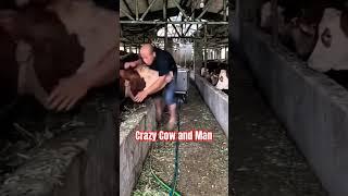 Crazy cow and stupid man