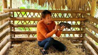 Full Video: 200 days build barns & Happy pig on the farm has given birth...