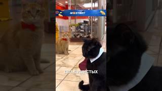 Котики - боссы ️ #истории #история #новости #новость #shorts