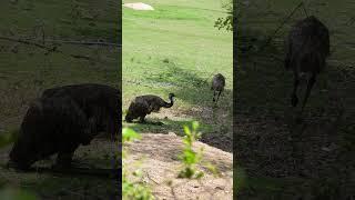 Outback Monarch: The Majestic Story of Earth's Largest Emu