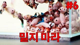 더러운 물고기 어항 청소하기 - 베타의 번식#6 (성어들의 관리)