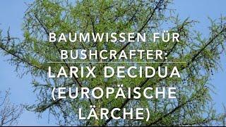 Die europäische Lärche - Baumwissen für Bushcrafter