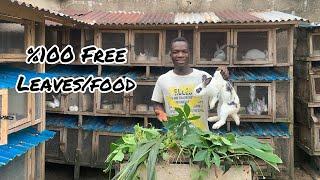 15 free leaves and food rabbits eat