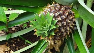 Introduction to Altos de Antigua in Costa Rica