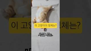 우리집에 초딩력짜 살아요 ㅋㅋ #고양이 #반려동물 #깃털유머