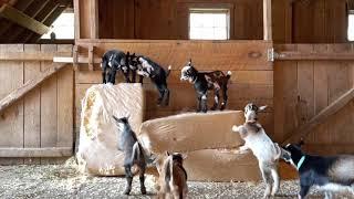 Baby Goats Gone Wild (with slow motion interlude!)