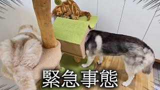 雷が落ちてパニックで子猫とハスキー犬がこうなりました...