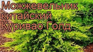 Можжевельник китайский Куривао Голд  обзор: как сажать, саженцы можжевельника Куривао Голд