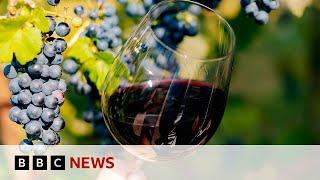 How is Scandinavia growing its wine industry? | BBC News