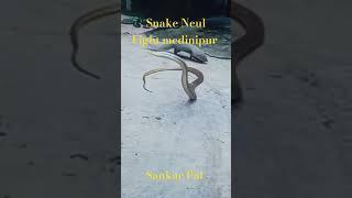 #sankar #pal #shorts #videos #travel #song #automobile #youtuber #Snake Neul Fight #medinipur