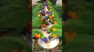 rainbow  lorikeets ozbirds