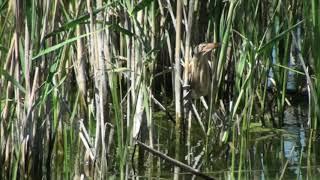 Blongios nain (Ixobrychus m. minutus) Common Little Bittern