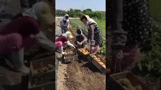 Harvesting potato/jagaimo in Japan