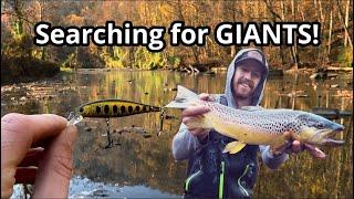 Fishing for WILD BROWN TROUT!