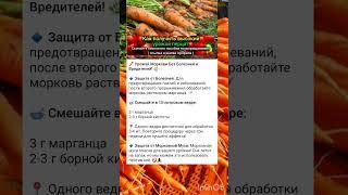 как собрать большой урожай моркови