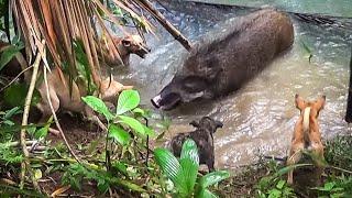 Berburu di Sungai Paling Seru