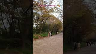 #viral #shortsclip #youtube #subscribe #shortsfeed #viralsong #park #autumnseason #seoul