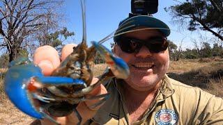 Catching Yabbies for Food and Bait