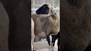 Lider Club sizleri doğa ve huzurun senfonisine çağırıyor  #horse #çatalca #restaurant #animals