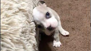 Tiny puppy *excitedly* rolled around to get to her new bed. Would she want that?