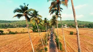 GOA TOURIST SPOT : PARRA COCONUT TREEE ROAD || DRONE FOOTAGE || CINEMATIC VIEW